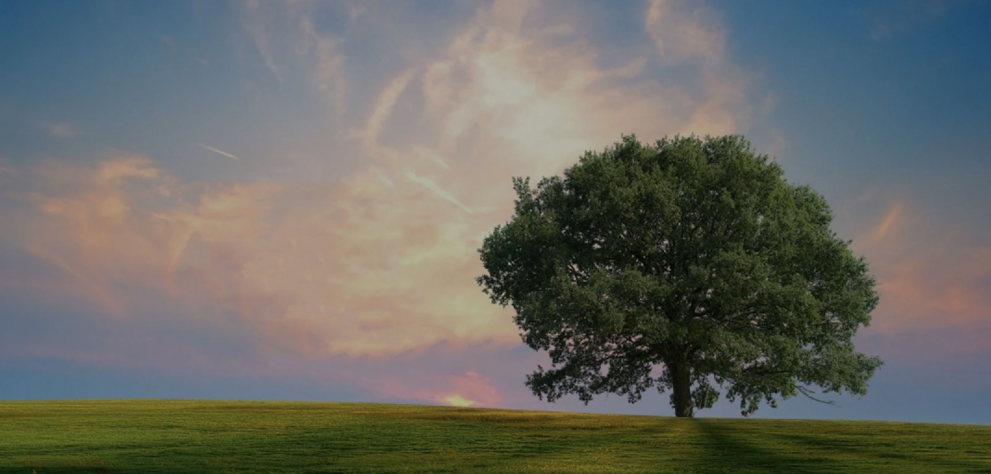 Peaceful tree in field with dramatic sky